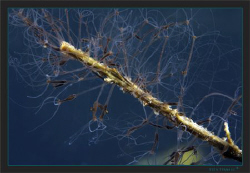 Hydras are small fresh water predatory, from 1 mm to 20 m... by Sven Tramaux 